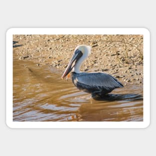 Wader bird of Calabash Sticker